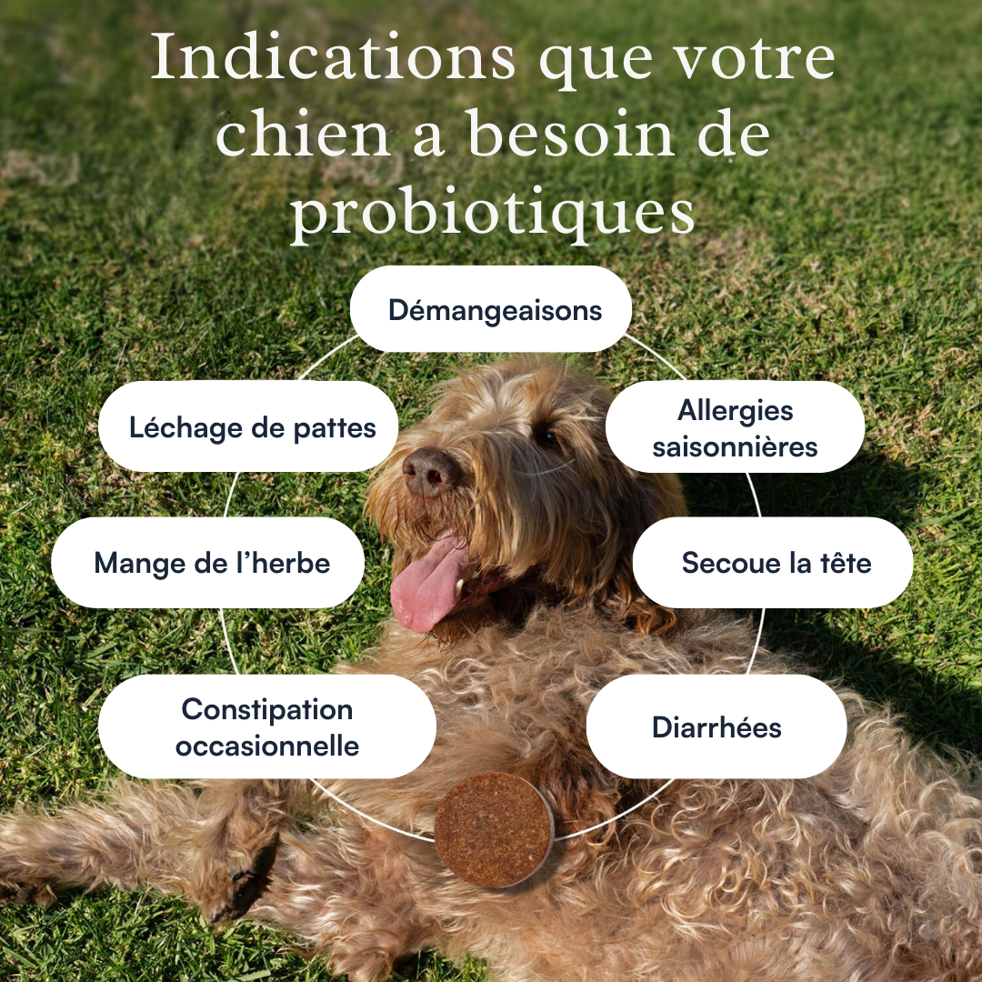 DailyBiotic™ – Probiotiques pour chiens | MicroBioLab.®