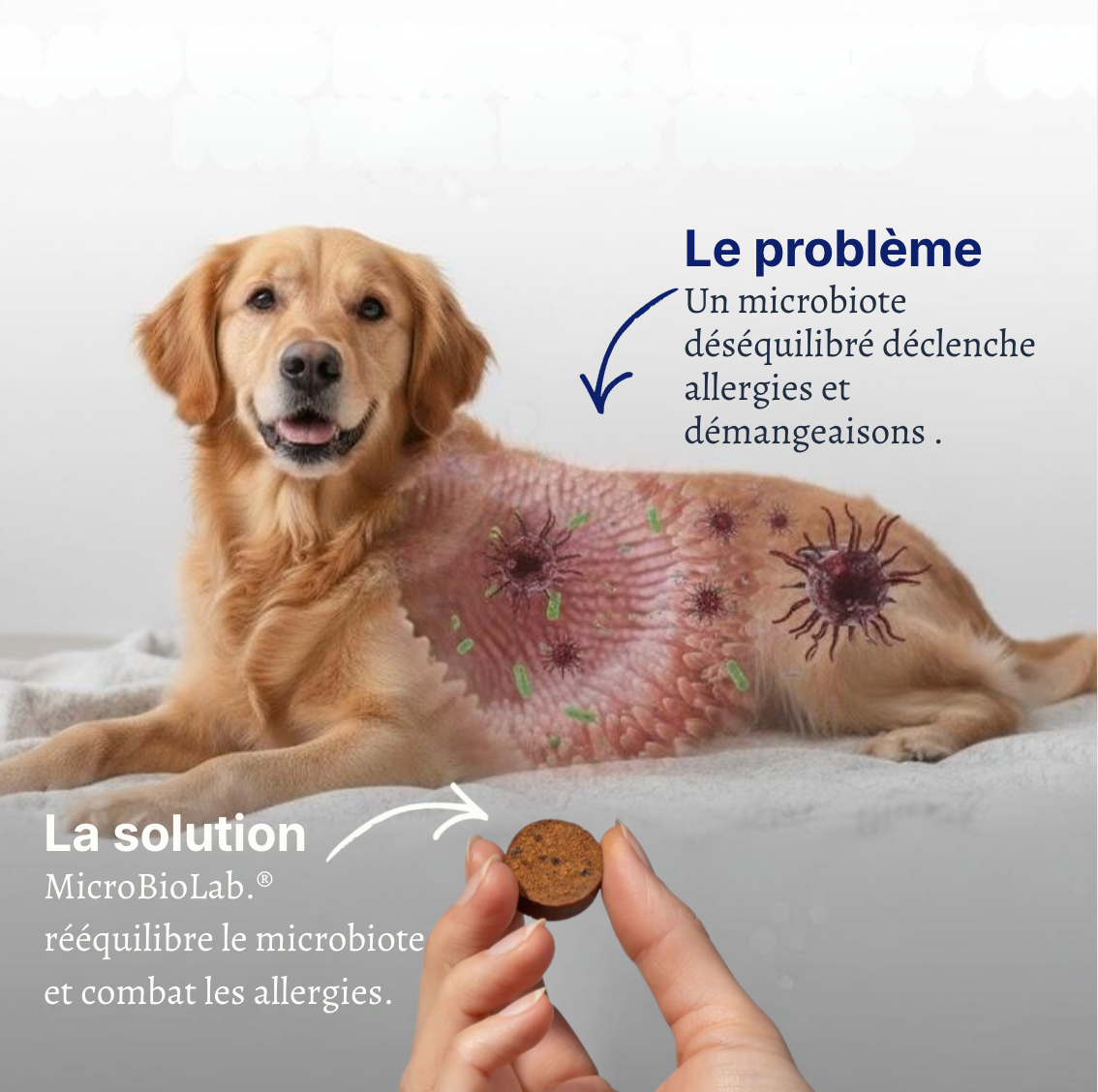 Probiotiques pour chiens | MicroBioLab.®