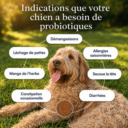 Dailybiotic - probiotiques pour chiens | MicroBioLab.®